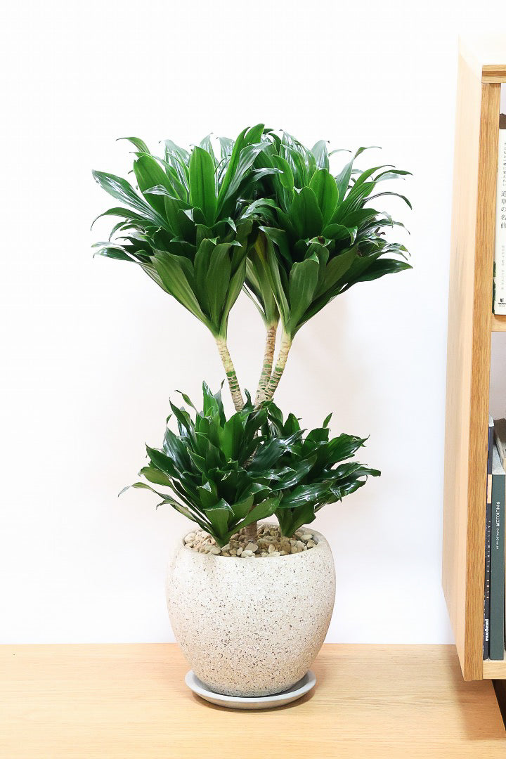 ドラセナ コンパクターCO60706| 観葉植物の通信販売 | APEGO(アペーゴ)