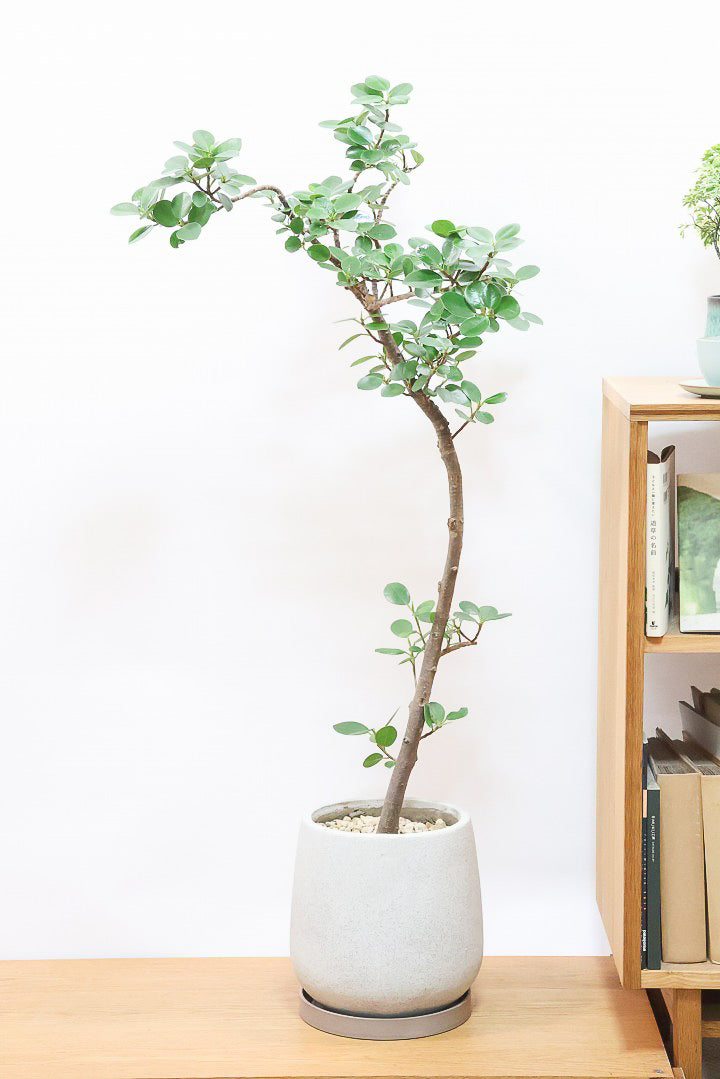 亜熱帯の樹木　パンダガジュマル　② パンダガジュマルIV60720| 観葉植物の通信販売 | APEGO(アペーゴ)