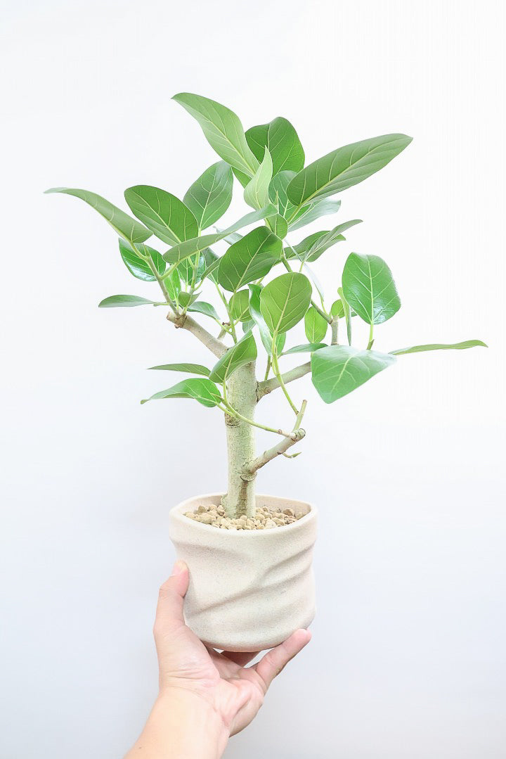 フィカス ベンガレンシスPIV60763| 観葉植物の通信販売 | APEGO(アペーゴ)