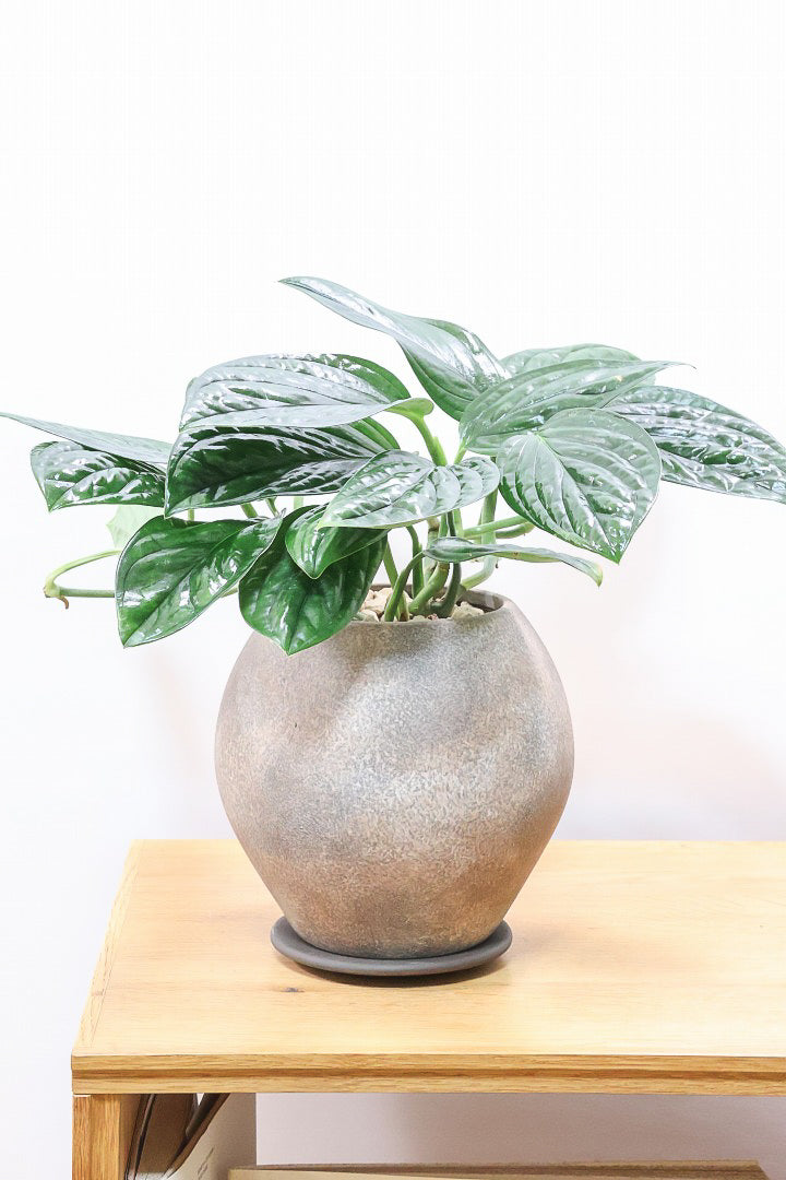 モンステラ ジェイドシャトルコックGL60781| 観葉植物の通信販売