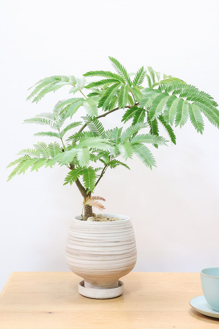 エバーフレッシュWIV60794S| 観葉植物の通信販売 | APEGO(アペーゴ)