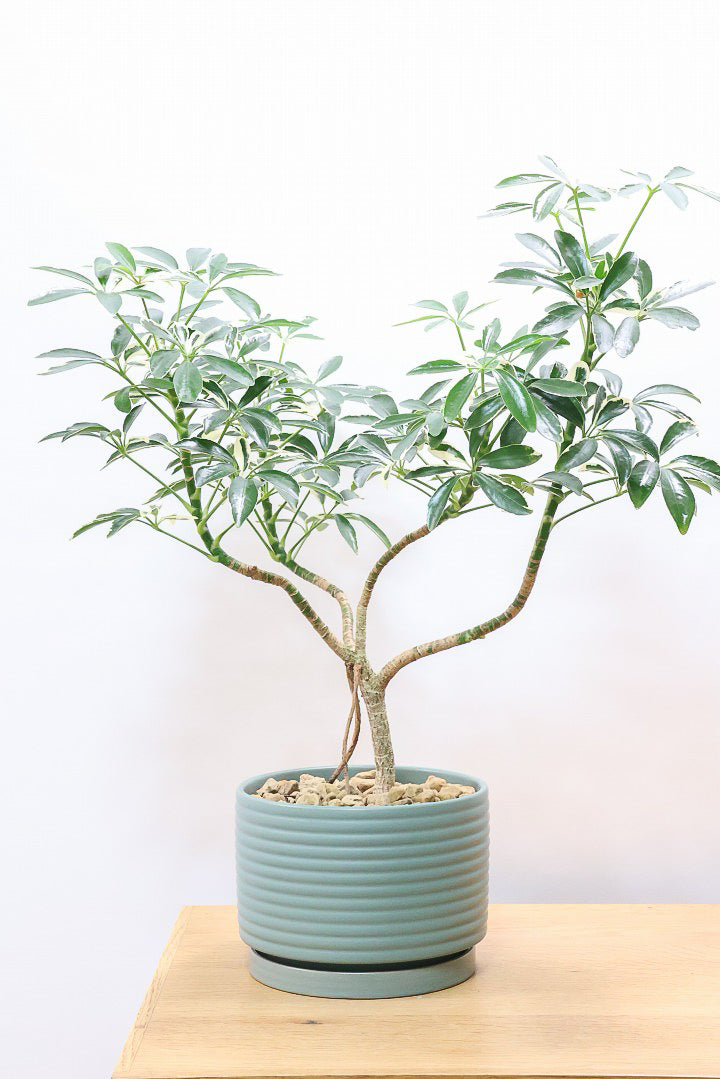 シェフレラ スノーホワイトGR60821| 観葉植物の通信販売 | APEGO(アペーゴ)