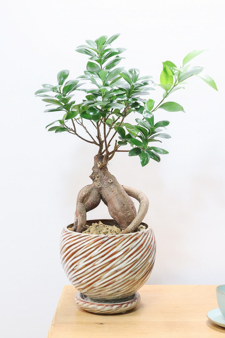 ガジュマル　 ガジュマルAIV60839| 観葉植物の通信販売 | APEGO(アペーゴ)