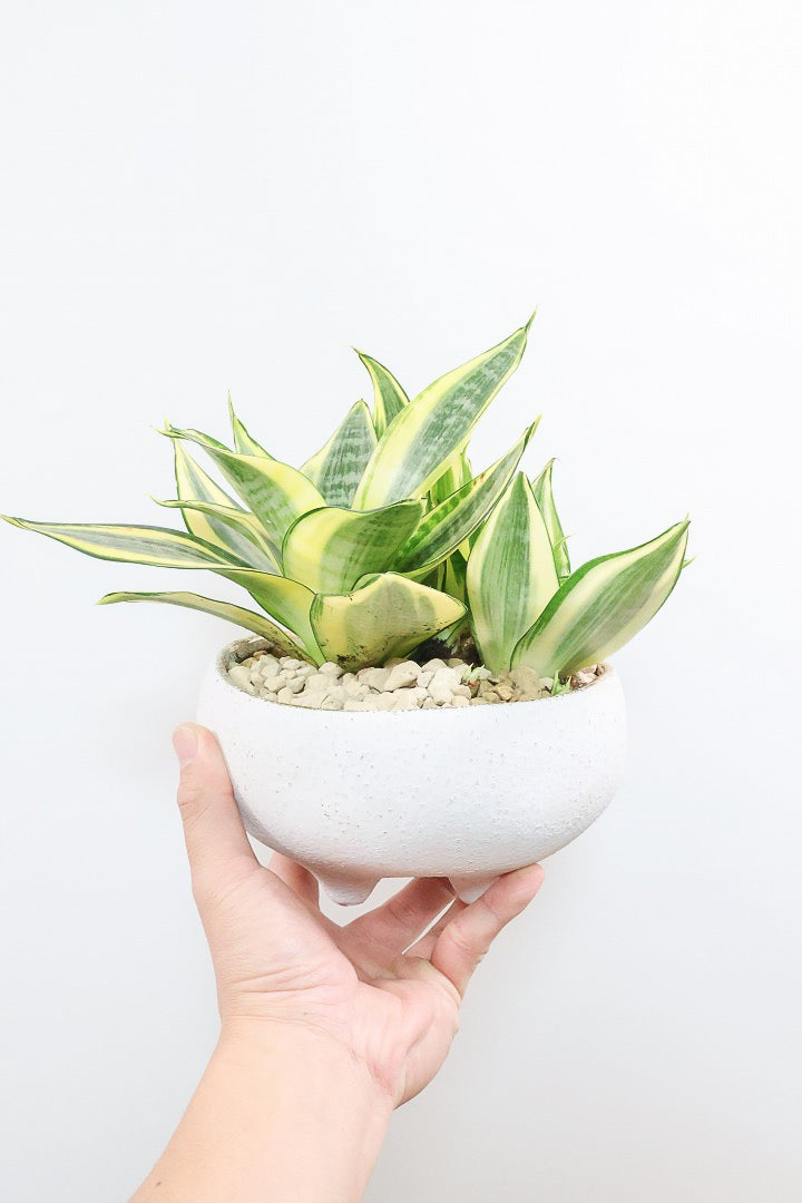 サンスベリア ゴールデンハニーW60857| 観葉植物の通信販売 | APEGO