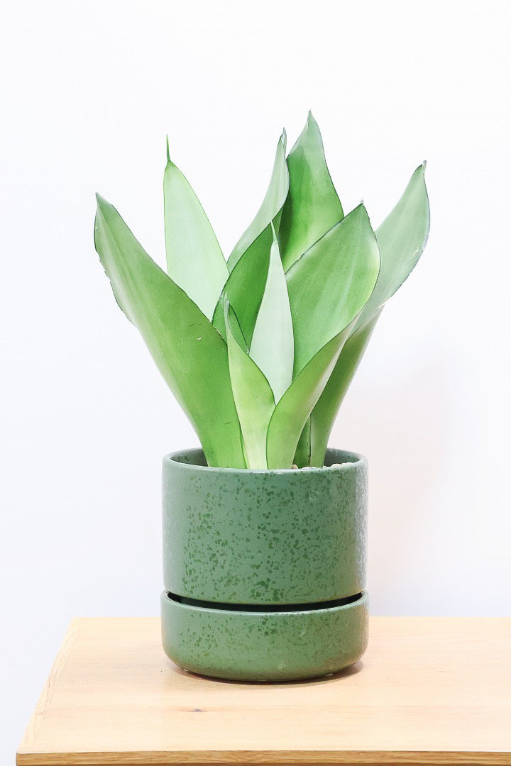 緑*6様 S8858★オークション★ サンスベリア ムーンシャイン スプラッシュ 緑*6様 S8858☆オークション☆ サンスベリア ムーンシャイン