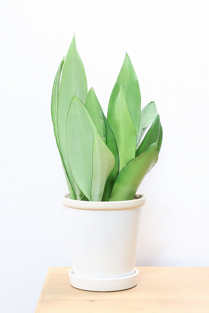 特大⑧号ポット❣️ サンスベリア ムーンシャイン 子株多数付いてます^ ^ 特大⑧号ポット❣️ サンスベリア ムーンシャイン 子株多数付いてます^ ^