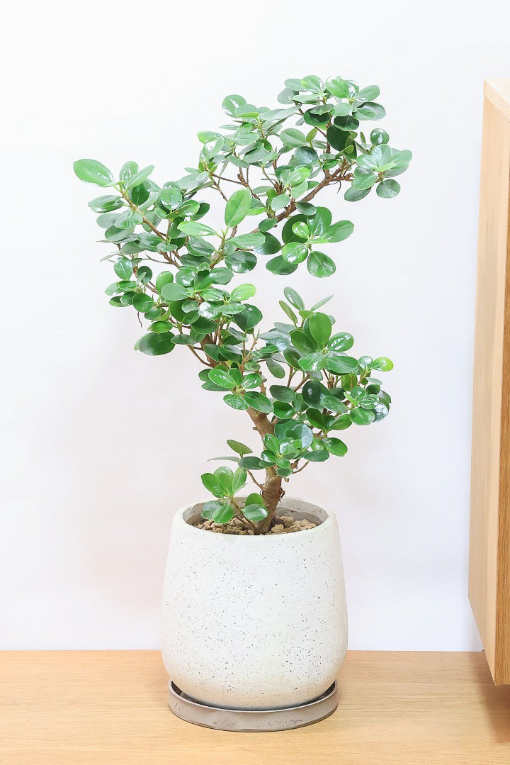 パンダガジュマルIV60870| 観葉植物の通信販売 | APEGO(アペーゴ)