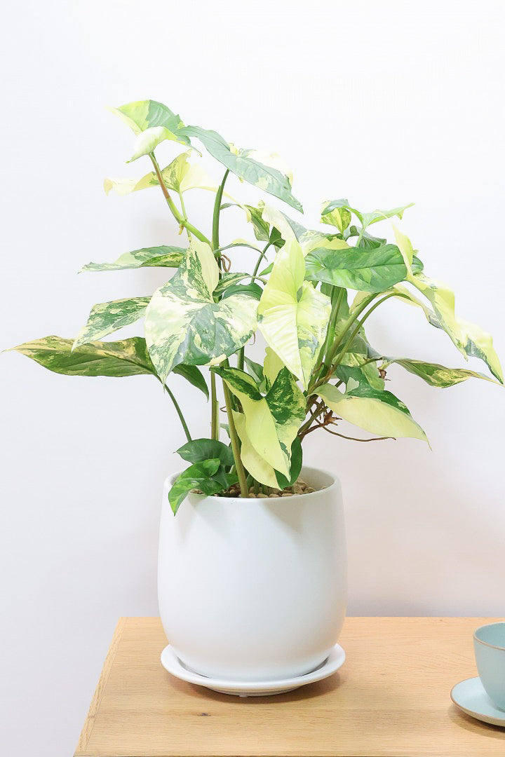 シンゴニウムモヒートとカリフォルニアゴールド シンゴニウム カリフォルニアゴールドW60897| 観葉植物の通信販売