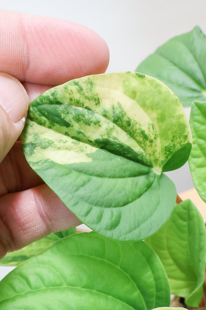 ペペロミア ラナ バリエガタCGR60900| 観葉植物の通信販売 | APEGO