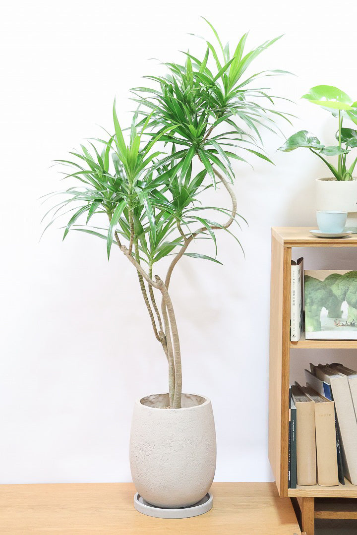 ドラセナ ナビGIV60915| 観葉植物の通信販売 | APEGO(アペーゴ)