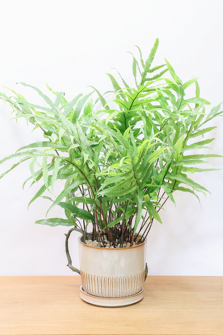 その他観葉植物 Ceratostema rauhii Ceratostema rauhii ついでにこっちも。よくなってきた。