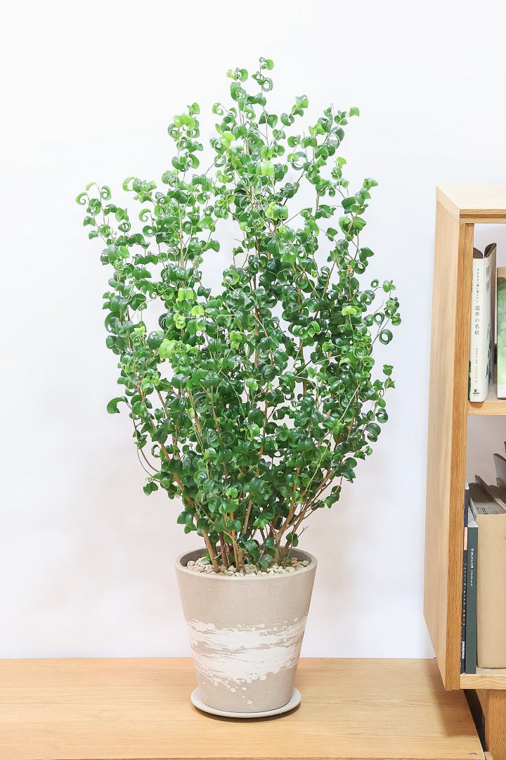 ベンジャミン バロックBR60923| 観葉植物の通信販売 | APEGO(アペーゴ)