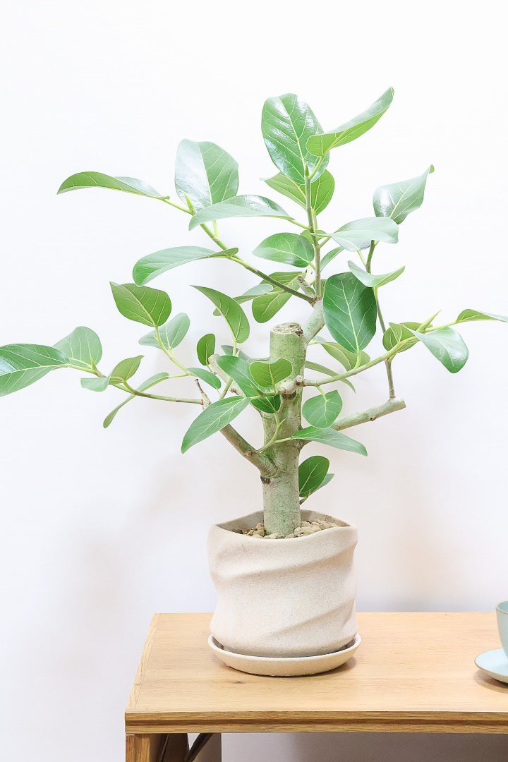 フィカス ベンガレンシスPIV60929| 観葉植物の通信販売 | APEGO(アペーゴ)