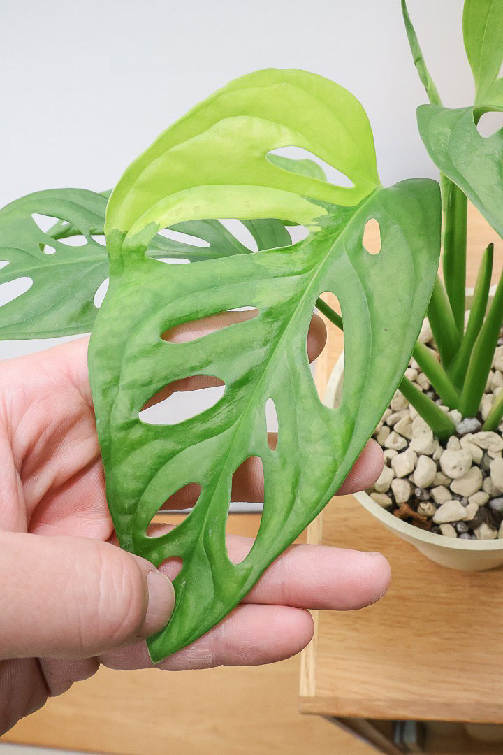 モンステラ アダンソニー オーレア バリエガタPP60935| 観葉植物の通信