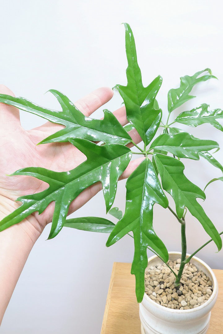 シェフレラ ノBAW60937| 観葉植物の通信販売 | APEGO(アペーゴ)