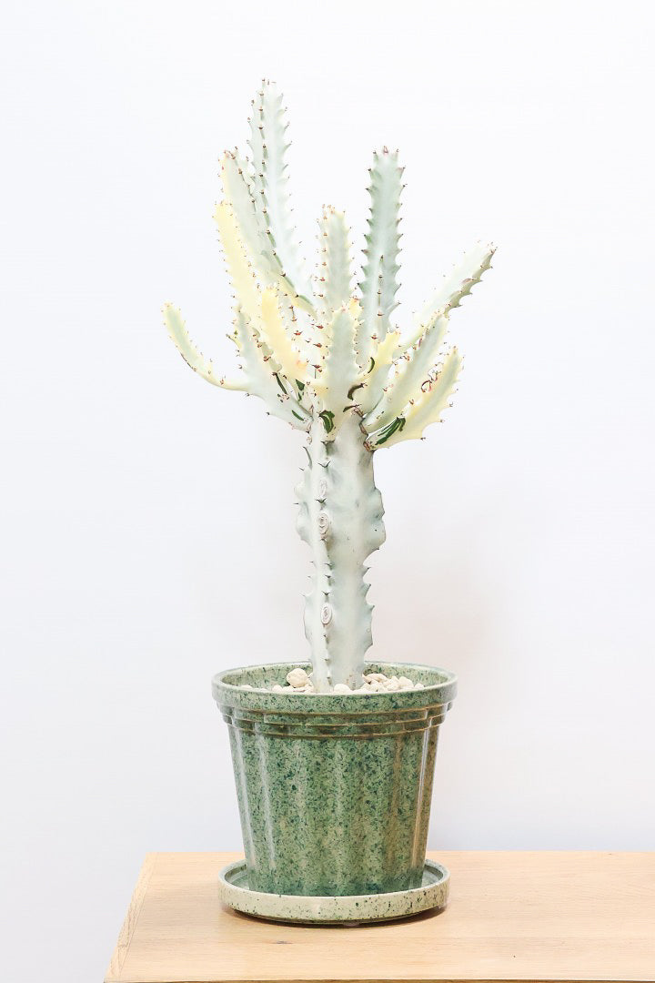 ユーフォルビア ラクティア ホワイトゴーストGR60949| 観葉植物の通信