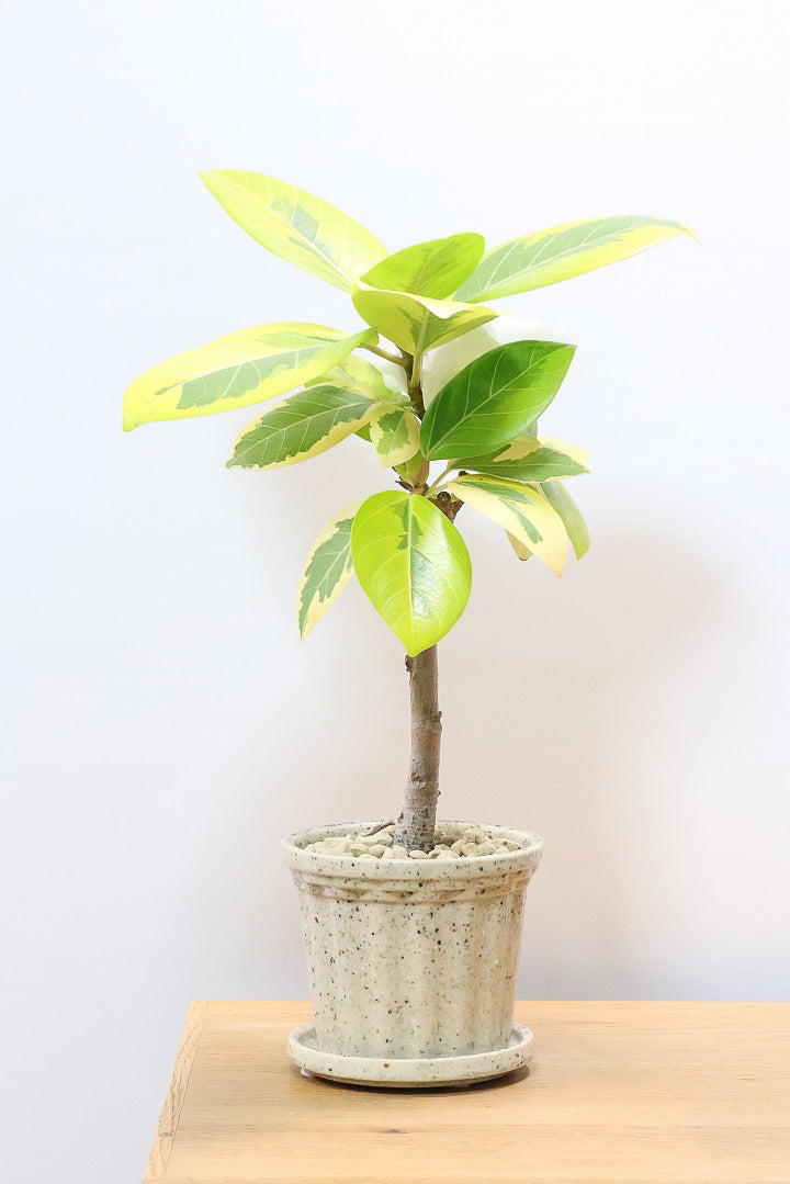 フィカス アルテシマW60951| 観葉植物の通信販売 | APEGO(アペーゴ)