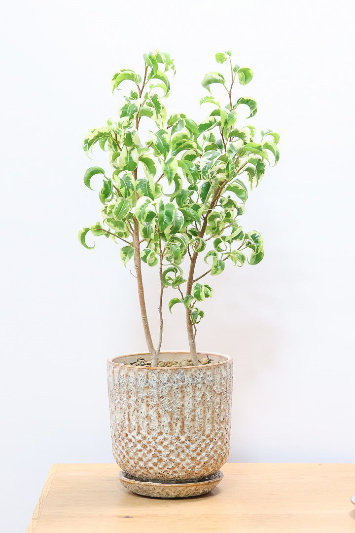 ベンジャミン シタシオン♪ 160cm 曲がり仕立て♪ ベンジャミン シタシオン♪ 160cm 曲がり仕立て♪