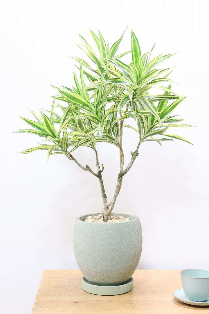 ドラセナ サイアムGR60956| 観葉植物の通信販売 | APEGO(アペーゴ)