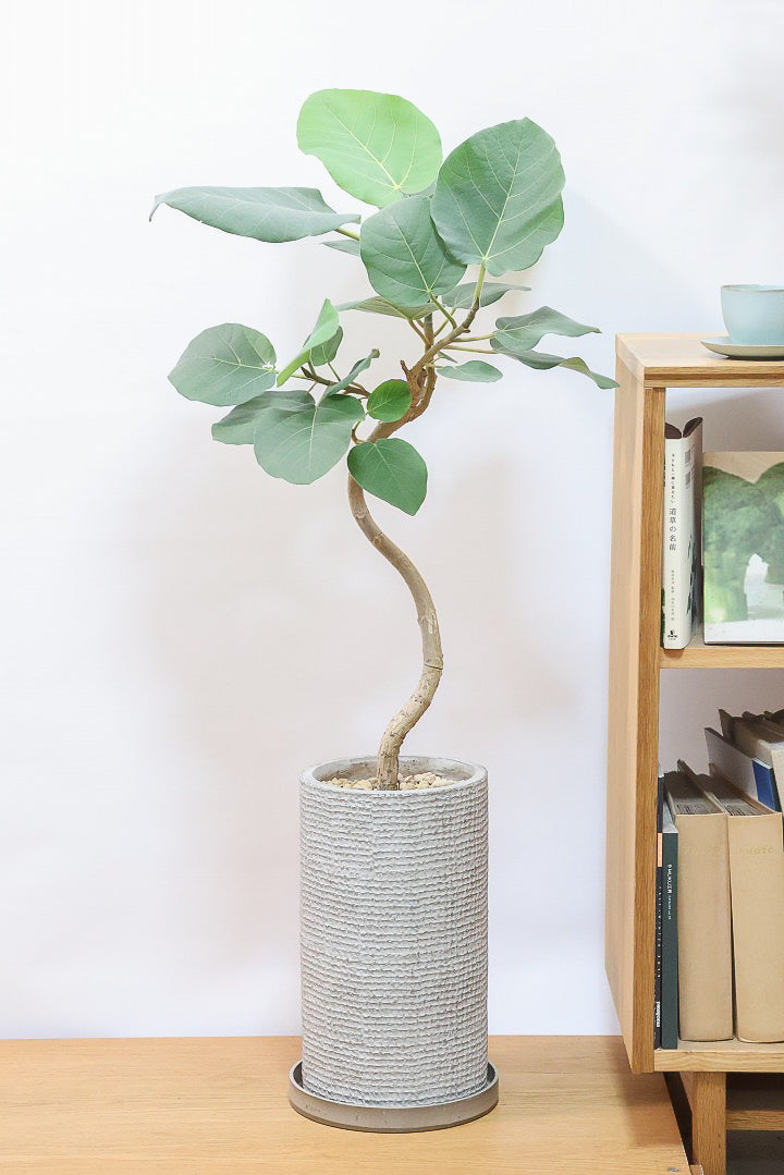 フィカス エベレストIV60961| 観葉植物の通信販売 | APEGO(アペーゴ)