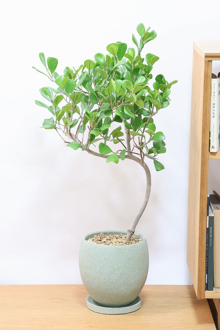 フィカス トライアンギュラリスGR60962| 観葉植物の通信販売 | APEGO