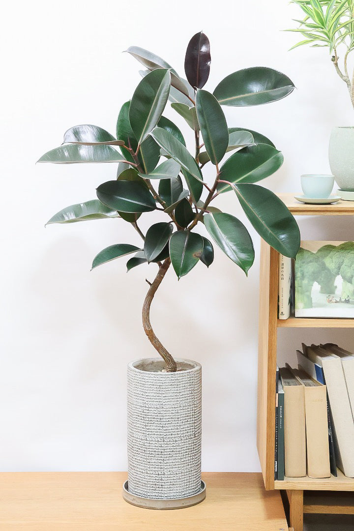 フィカス・バーガンディBE60964| 観葉植物の通信販売 | APEGO(アペーゴ)