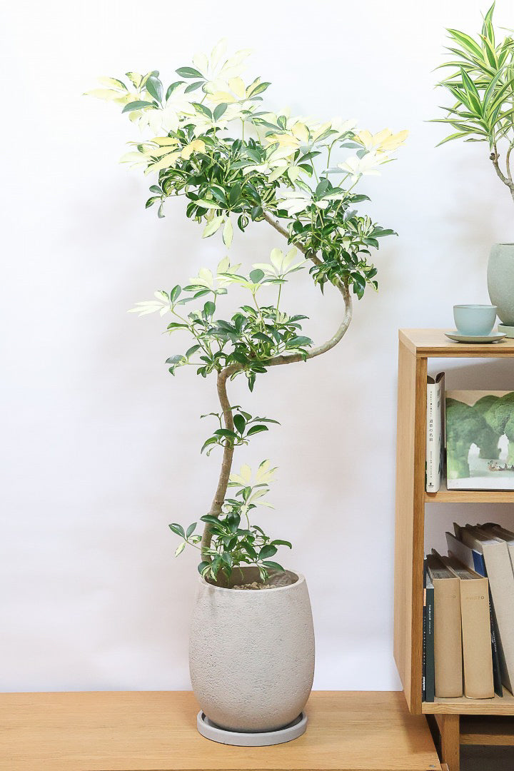 シェフレラ グランディGIV60967| 観葉植物の通信販売 | APEGO(アペーゴ)