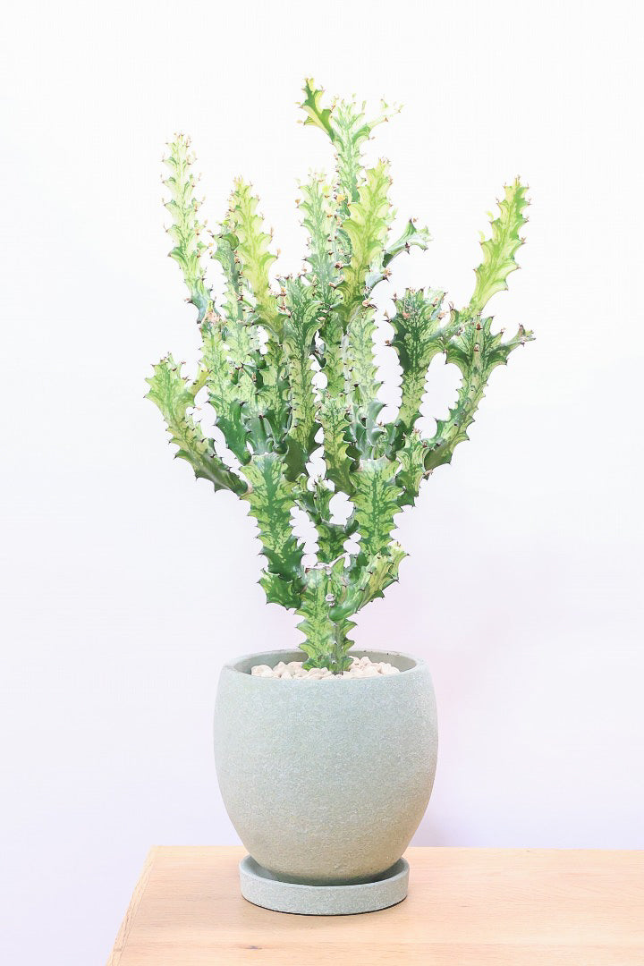 ユーフォルビア トリゴナイエローGR60969| 観葉植物の通信販売 | APEGO