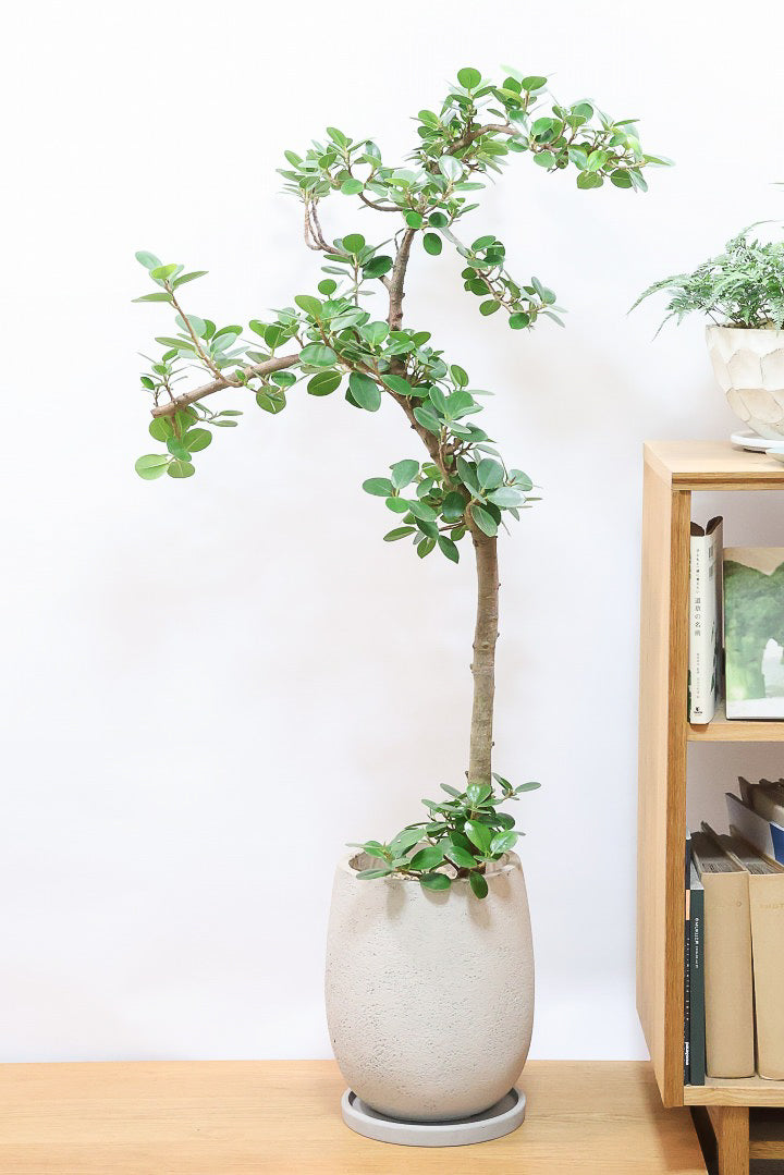 パンダガジュマルGIV60976| 観葉植物の通信販売 | APEGO(アペーゴ)