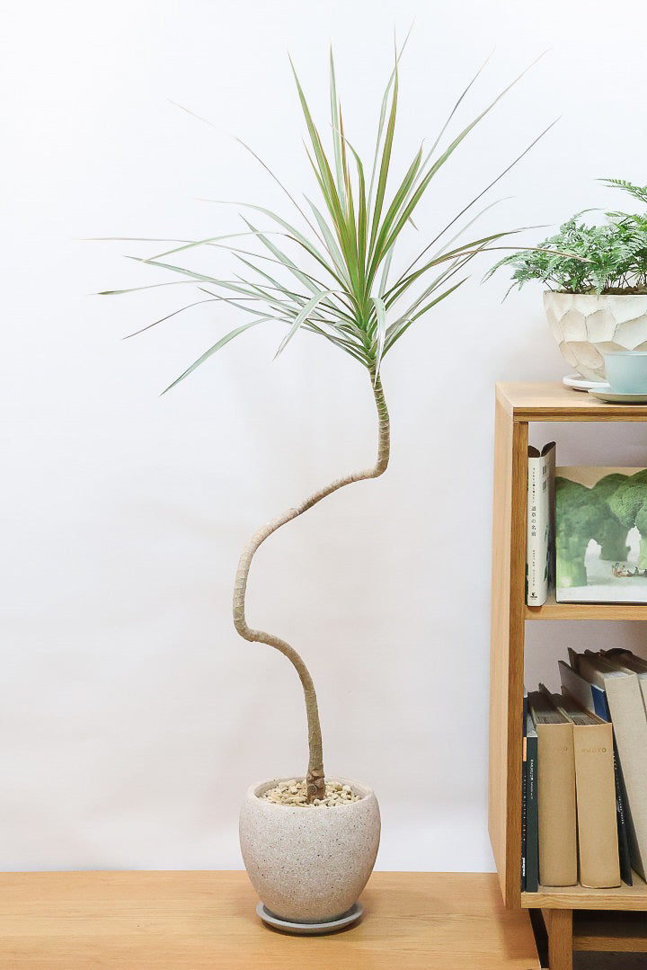 コンシンネ トリカラーCO60977| 観葉植物の通信販売 | APEGO(アペーゴ)