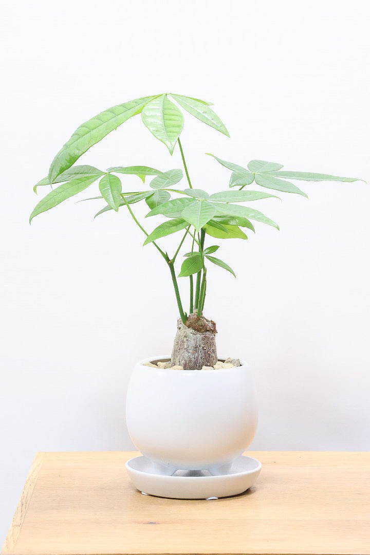 パキラW60993観葉植物の通信販売 | APEGO(アペーゴ)