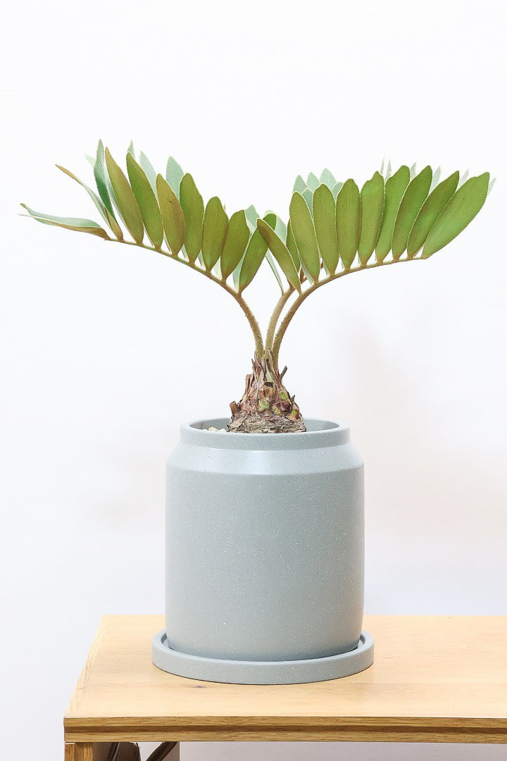 ザミア フルフラケアCO60998| 観葉植物の通信販売 | APEGO(アペーゴ)