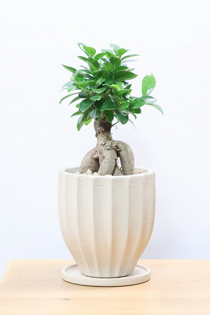 ガジュマル ガジュマル 7号 黒セラアート鉢 | 京橋植物園