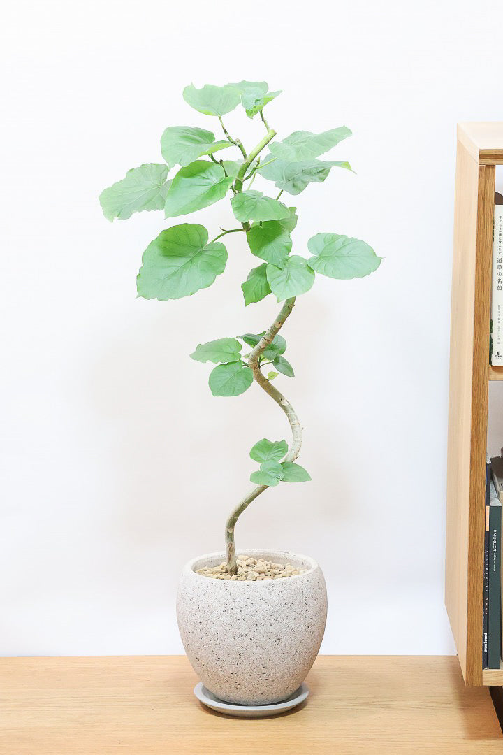 ウンベラータCO61013| 観葉植物の通信販売 | APEGO(アペーゴ)