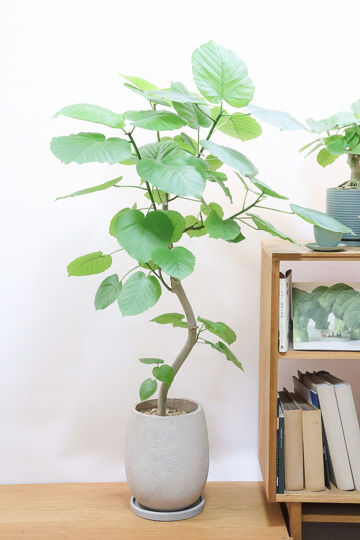 ウンベラータGIV61014| 観葉植物の通信販売 | APEGO(アペーゴ)