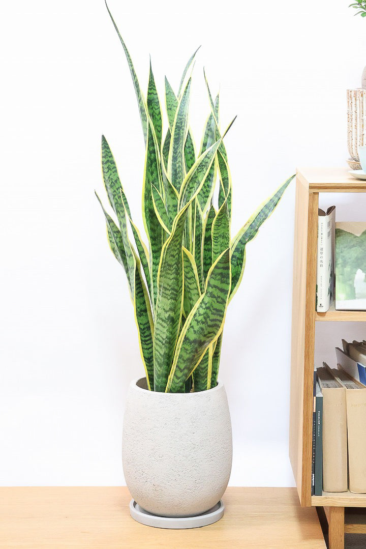 サンスベリア ローレンティGIV61038| 観葉植物の通信販売 | APEGO