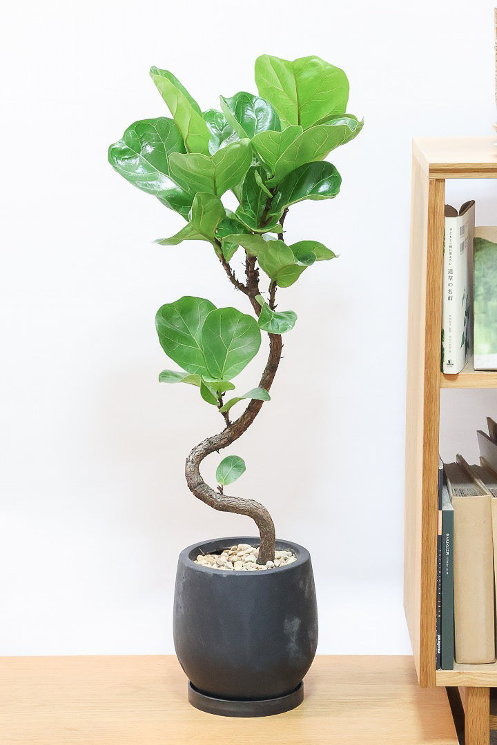 カシワバゴムK61042| 観葉植物の通信販売 | APEGO(アペーゴ)