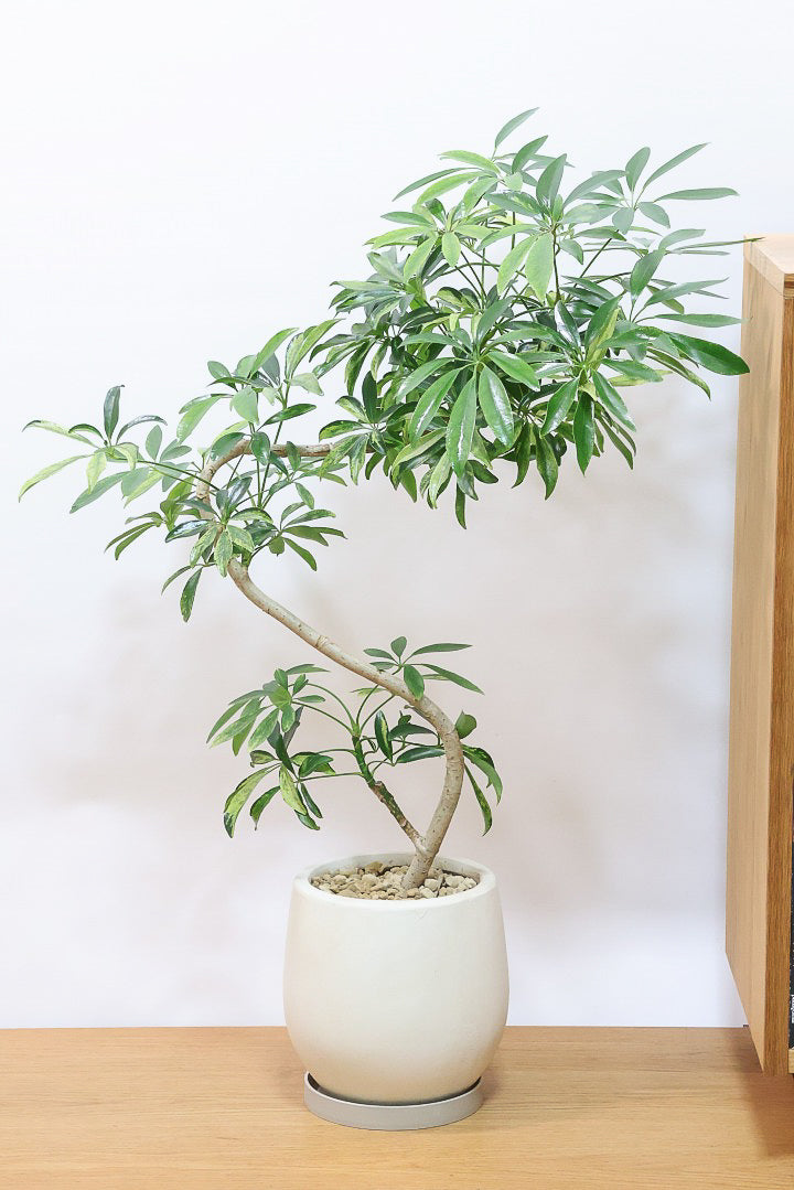 シェフレラ アッシュフォリアIV61043| 観葉植物の通信販売 | APEGO