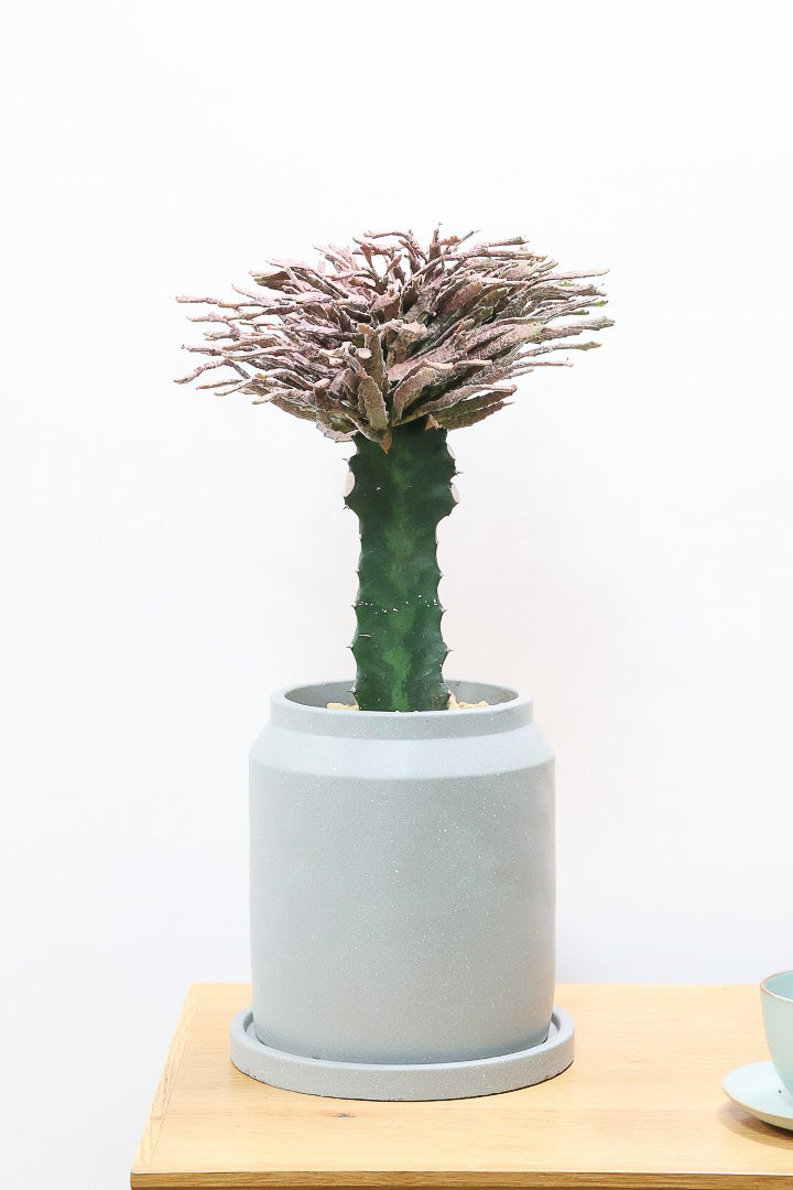 ユーフォルビア プラティクラーダCO61046| 観葉植物の通信販売 | APEGO