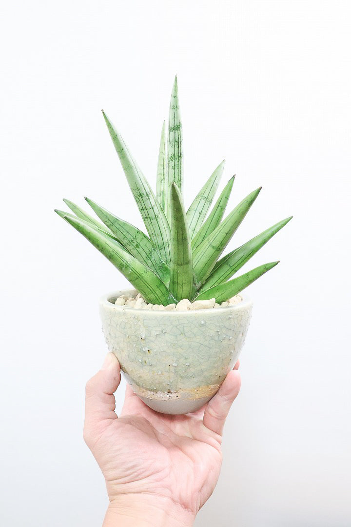 サンスベリア シルバークラウンCGL61050| 観葉植物の通信販売 | APEGO