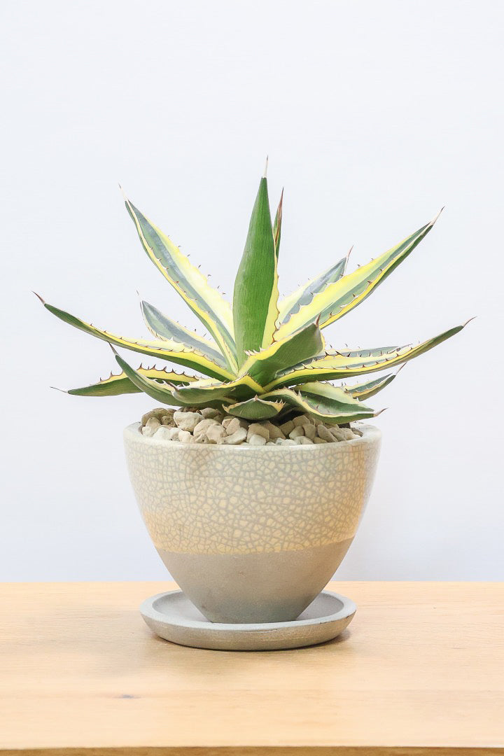 アガベオルカ アガベ 五色万代CW61085| 観葉植物の通信販売 | APEGO(アペーゴ)ベ