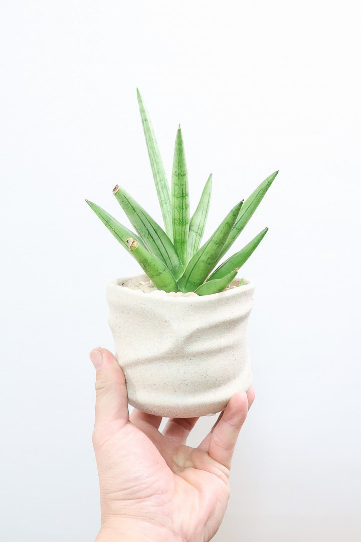 サンスベリア シルバークラウンPIV61094| 観葉植物の通信販売 | APEGO