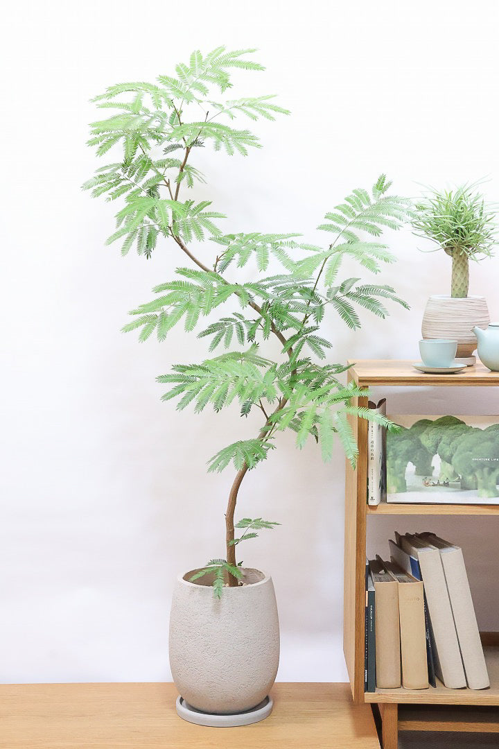 エバーフレッシュ（高さ140㎝） 29ebe6a3efbbd4787791bd717df3cf