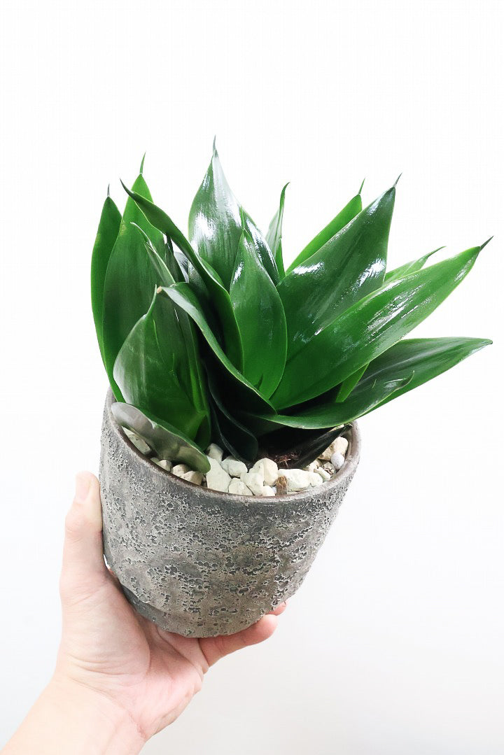 サンスベリア ブラックドラゴンK61120| 観葉植物の通信販売 | APEGO