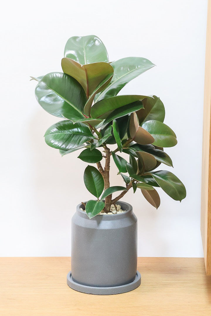 フィカス ソフィアGL61160| 観葉植物の通信販売 | APEGO(アペーゴ)