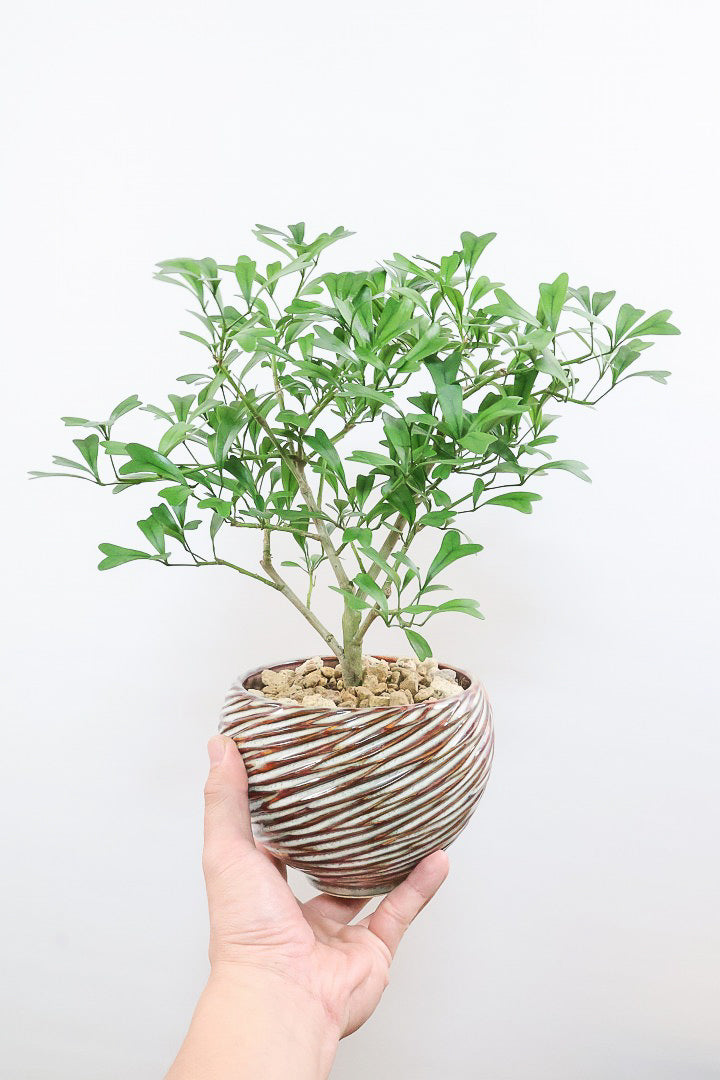 シェフレラ トライアンギュラリスAIV61173| 観葉植物の通信販売