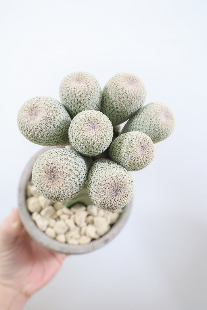 サボテン エピテランサ 月世界CO61183| 観葉植物の通信販売 | APEGO