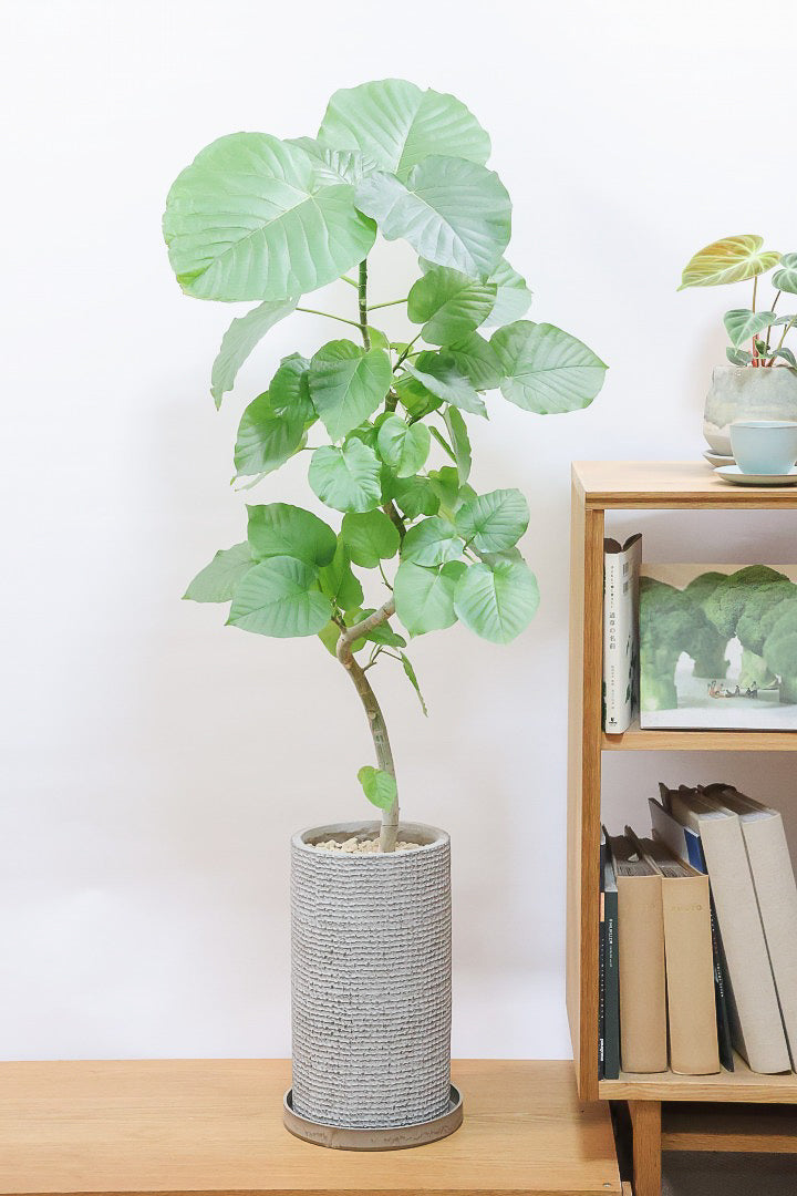 ウンベラータIV61202| 観葉植物の通信販売 | APEGO(アペーゴ)