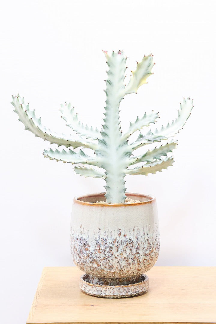 ユーフォルビア ラクティア ホワイトゴーストCIV61210| 観葉植物の通信