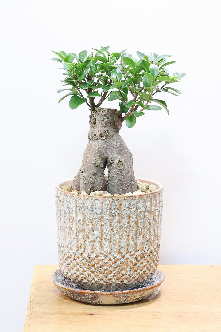 ガジュマルIV61212| 観葉植物の通信販売 | APEGO(アペーゴ)